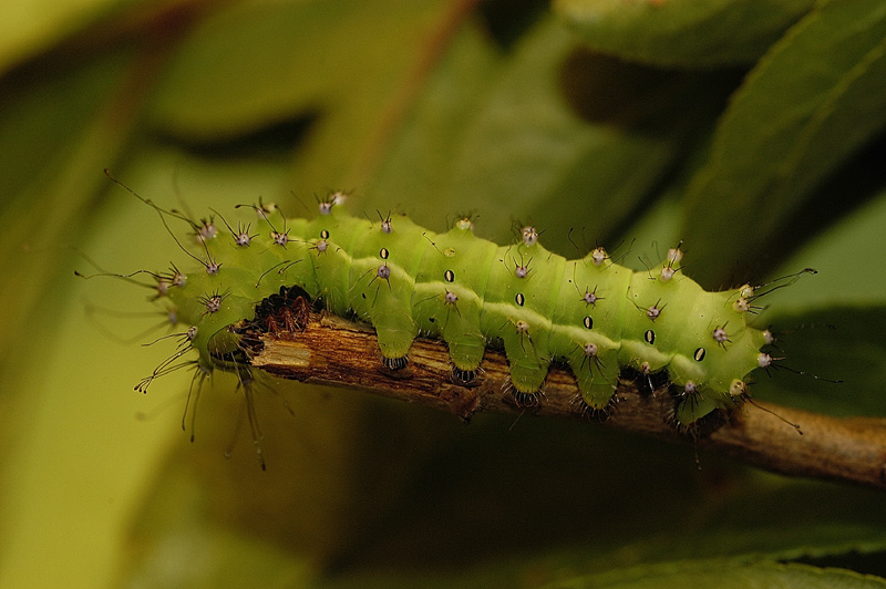 Wiener Nachtpfauenauge KD