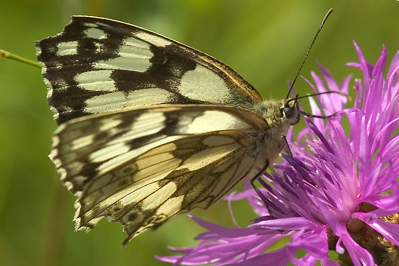 Schachbrettfalter ND