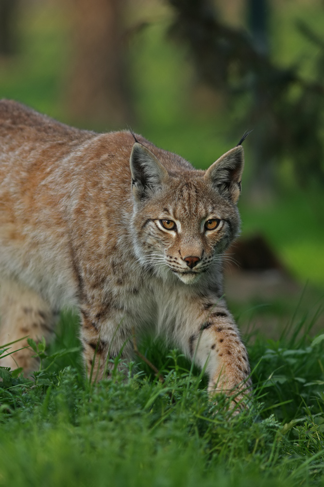 Auf leisen Pfoten...