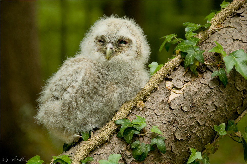 Waldkauz Ästling