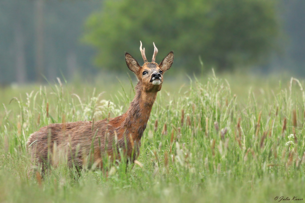 Hier riecht es verdächtig nach Mensch!