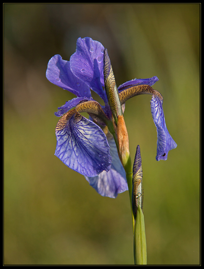 sibirische Schwertlilie