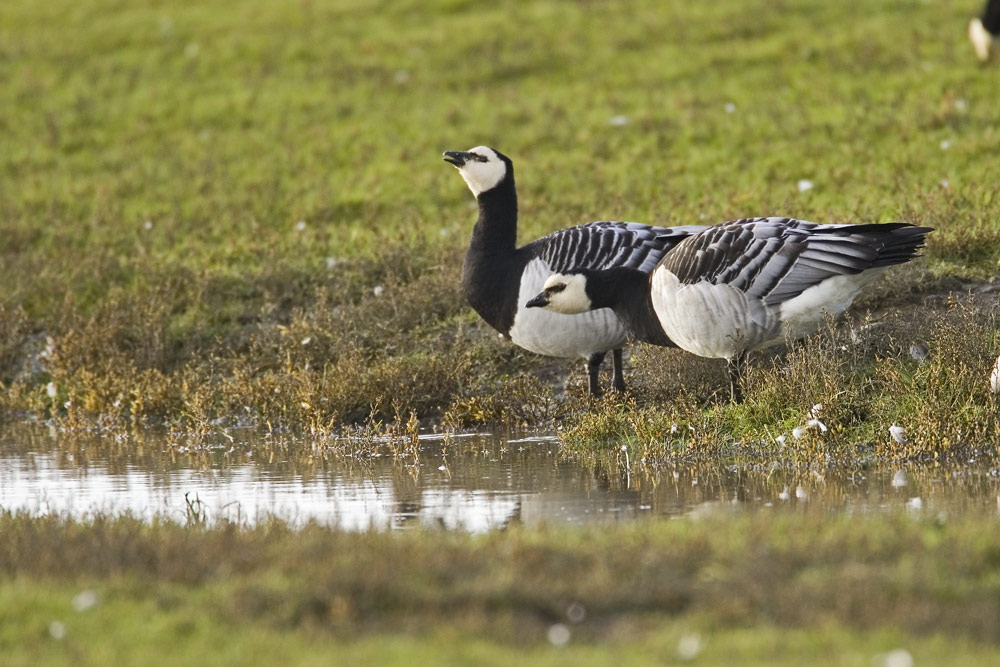 Trinkende Weisswangengaense ND