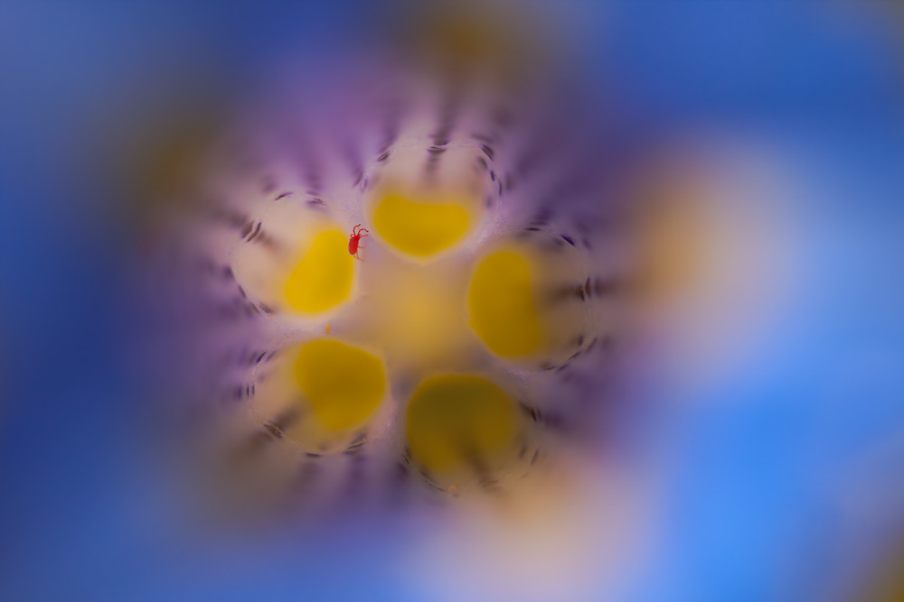 Enzianschlund mit roter Bewohnerin