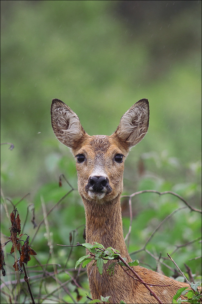 Porträt der Neugierigen ...
