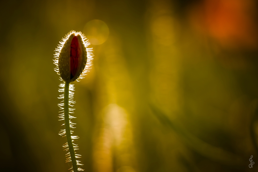 Mohn im Abendlicht