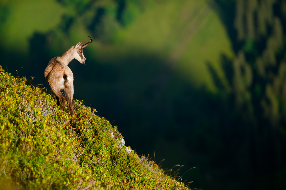 Ihr könnt mich mal...
