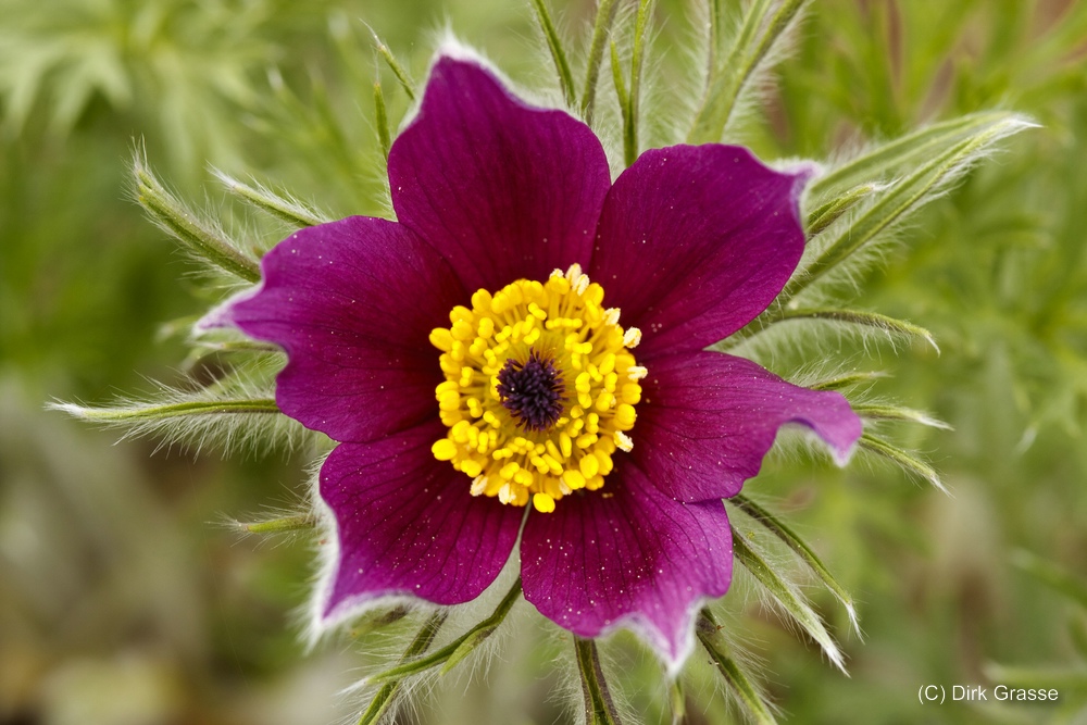 Kuhschelle - Pulsatilla vulgaris
