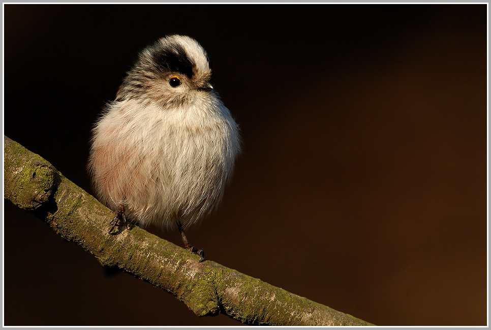 Schwanzmeise (Korrektur)