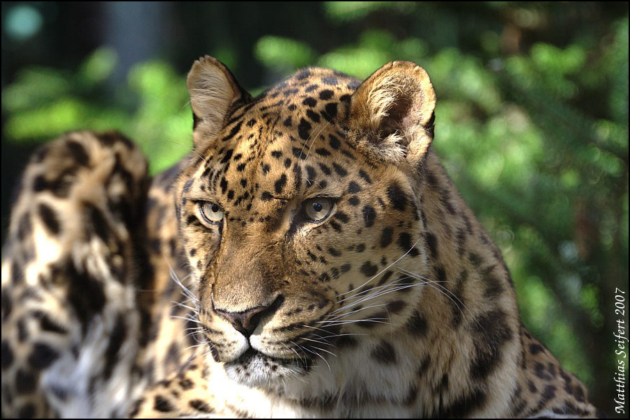 Amurleopard