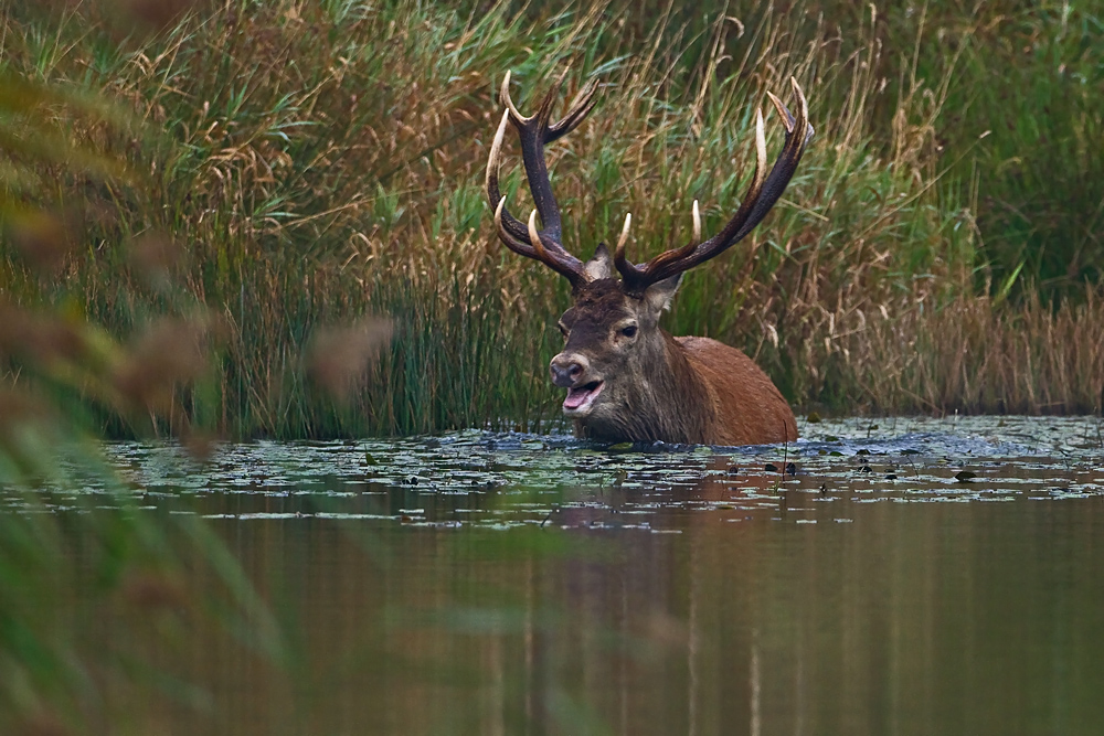 Der Looser geht baden.