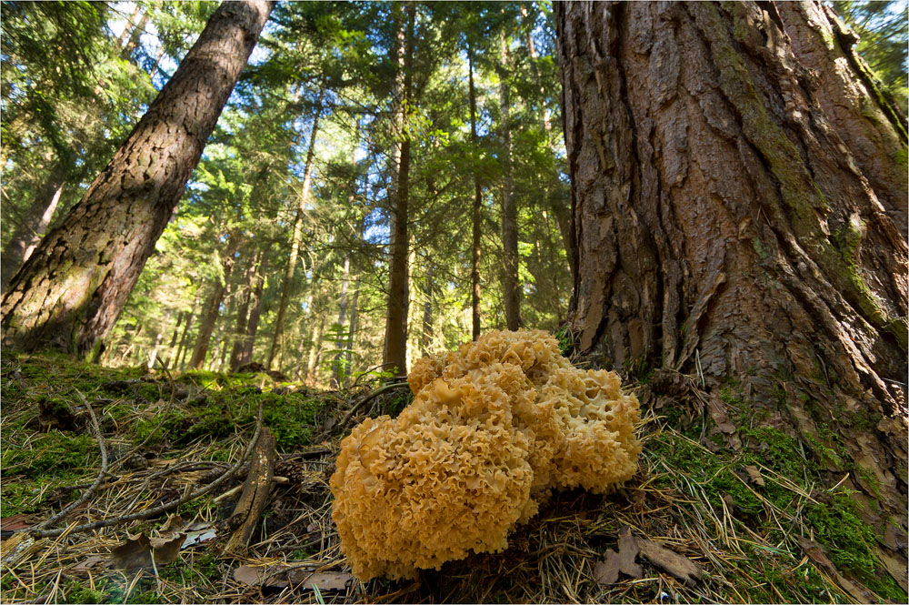 Krause Glucke aus der Froschperspektive