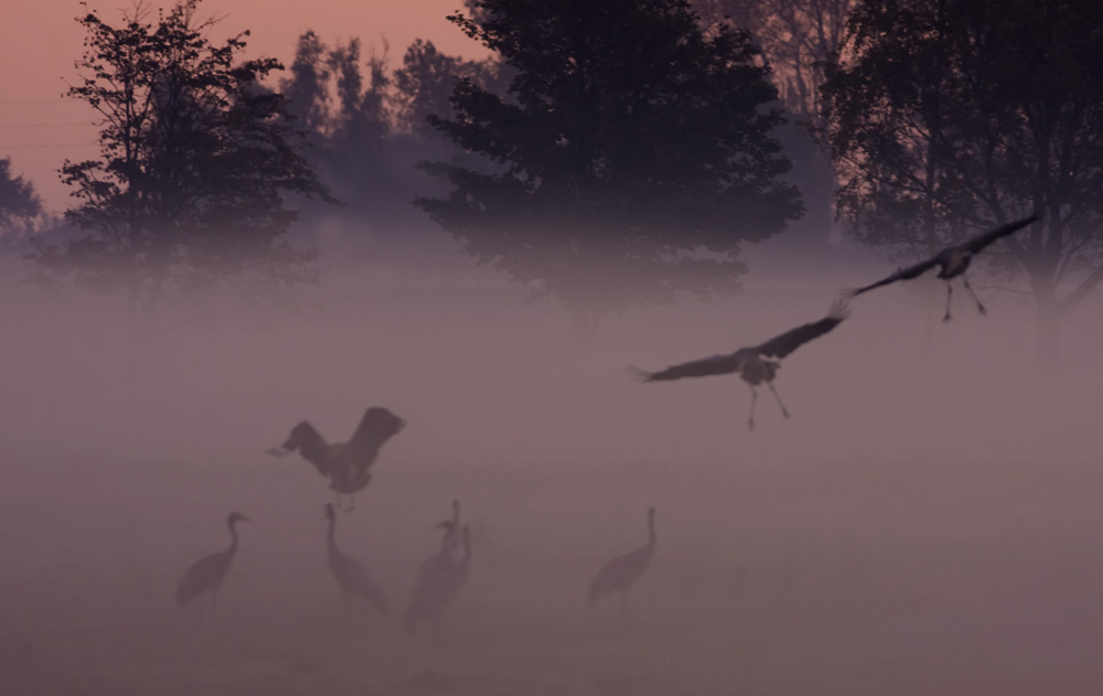 Kraniche im Nebel