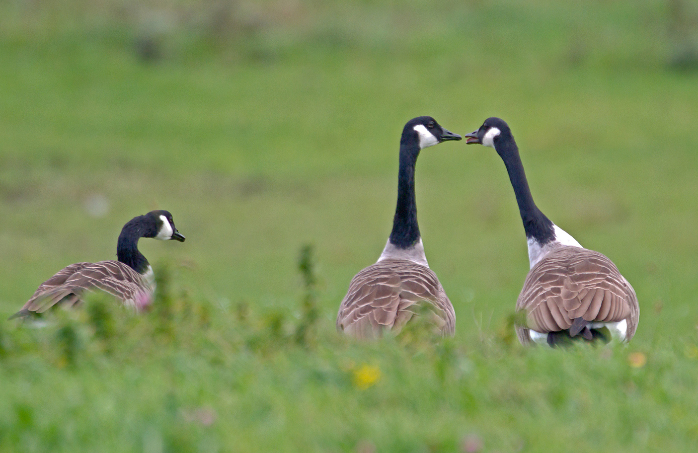 Nicht küssen! Solange es Zuschauer gibt.