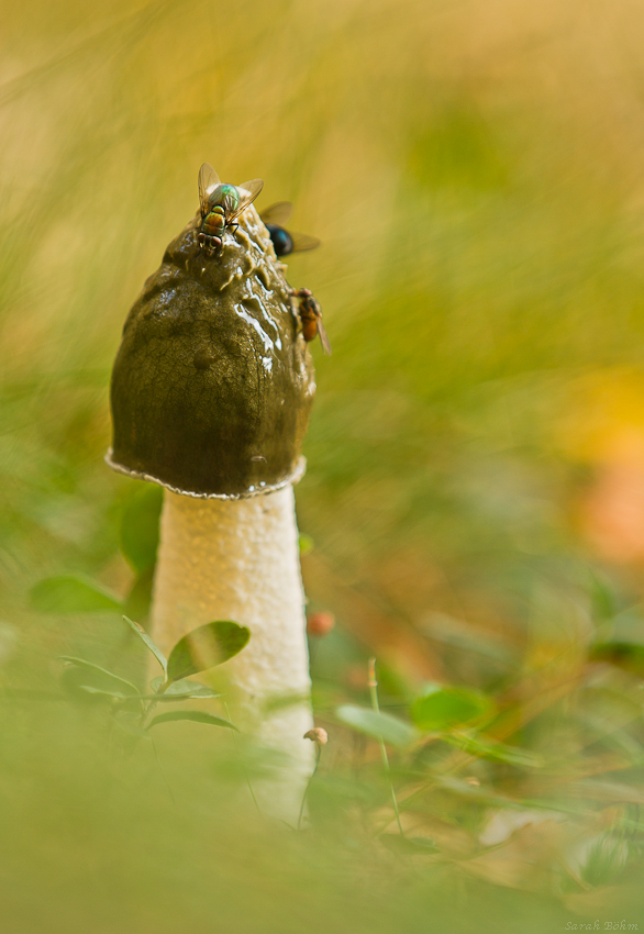 Ihrem Namen alle Ehre...