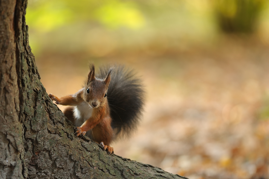 * Hörnchen *