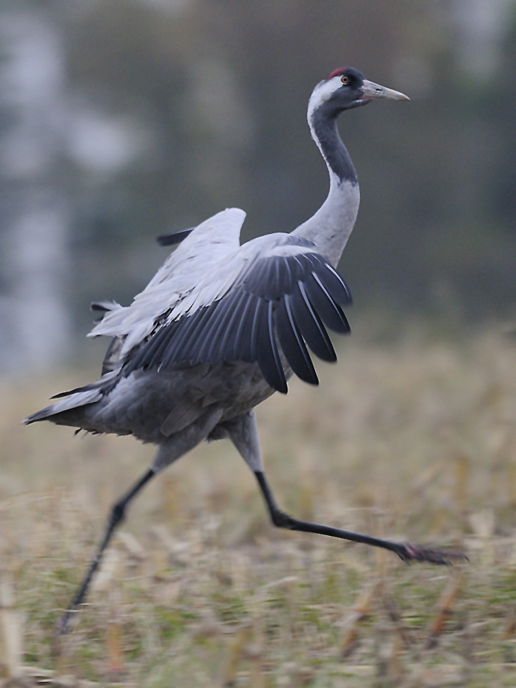 Und noch ein Kranich