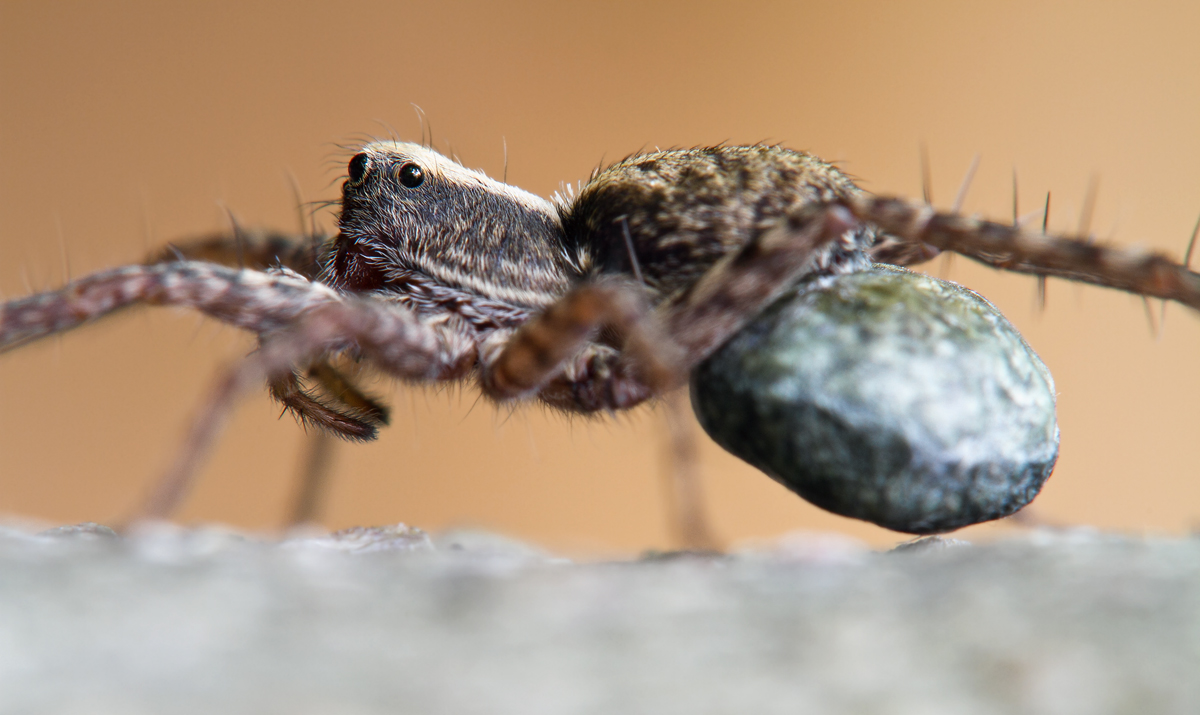 Wolfsspinne