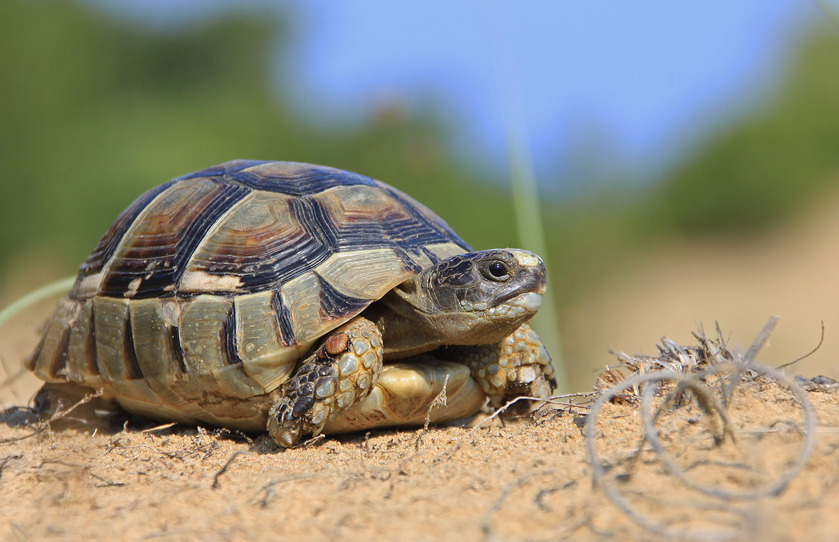 Breitrandschildkröte, Testudo marginata - Jungtier