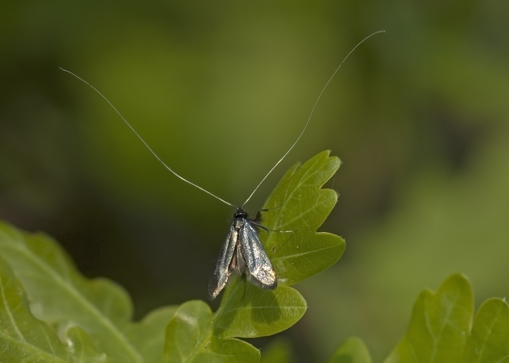 adela reamurella, ebv