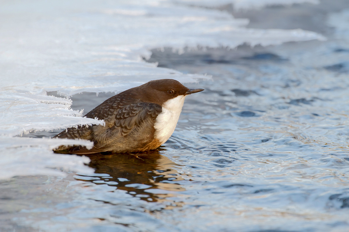 Unter der Eiskante...