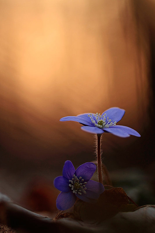 Tief unten im Wald...