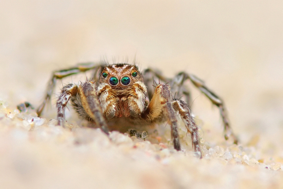 Aelurillus v-insignitus, male