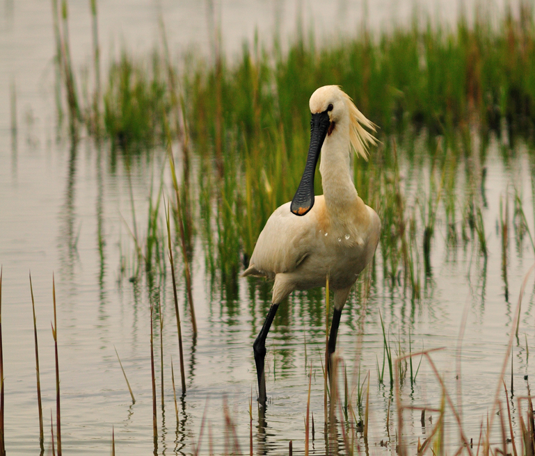 Tele Test auf Texel - Lepelaar # 2