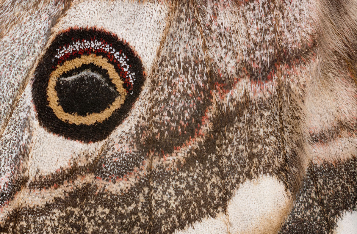 ~ Kleines Nachtpfauenauge Detail ~