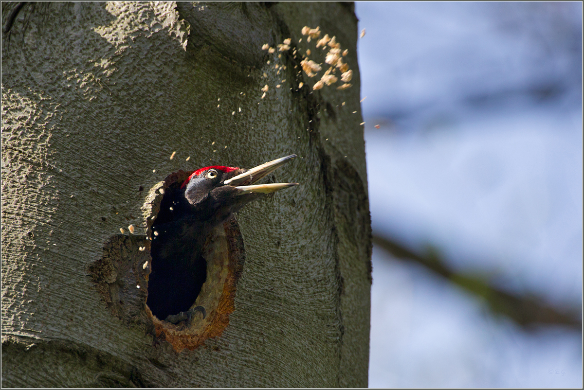 „Im hohen Bogen“