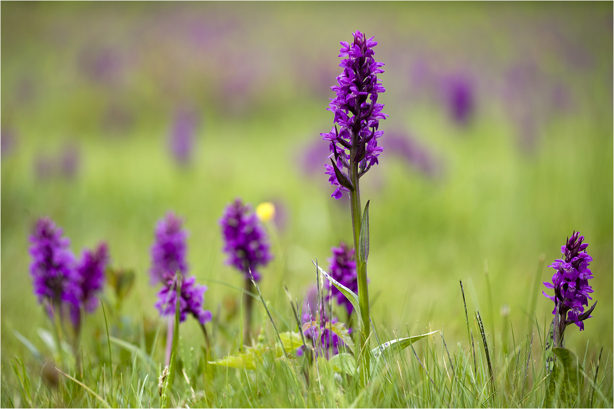 Massenveranstaltung...