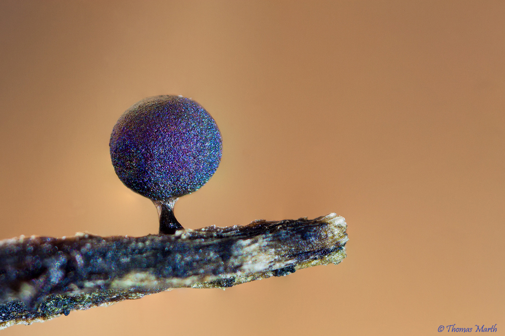 Einen hab ich noch...