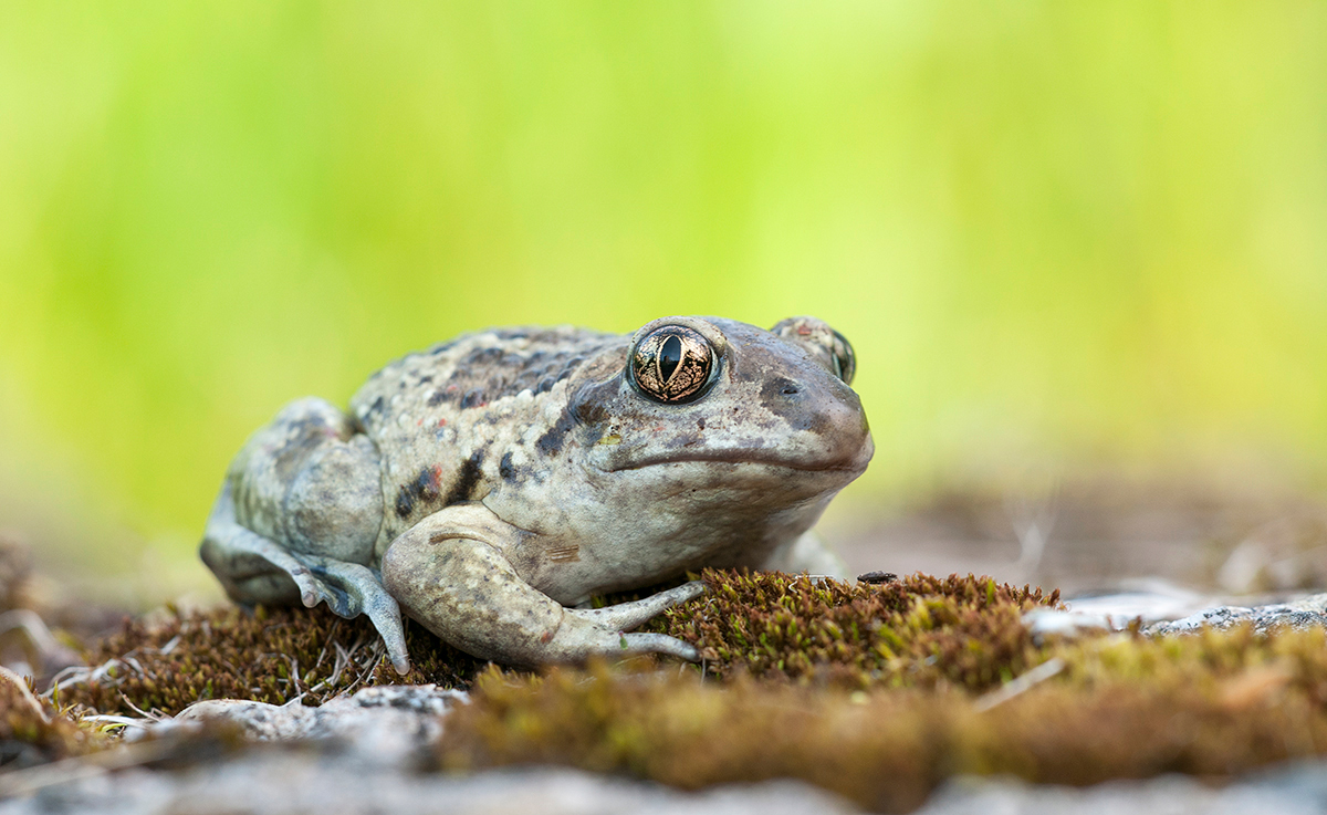 Knoblauchkröte (Pelobates fuscus)
