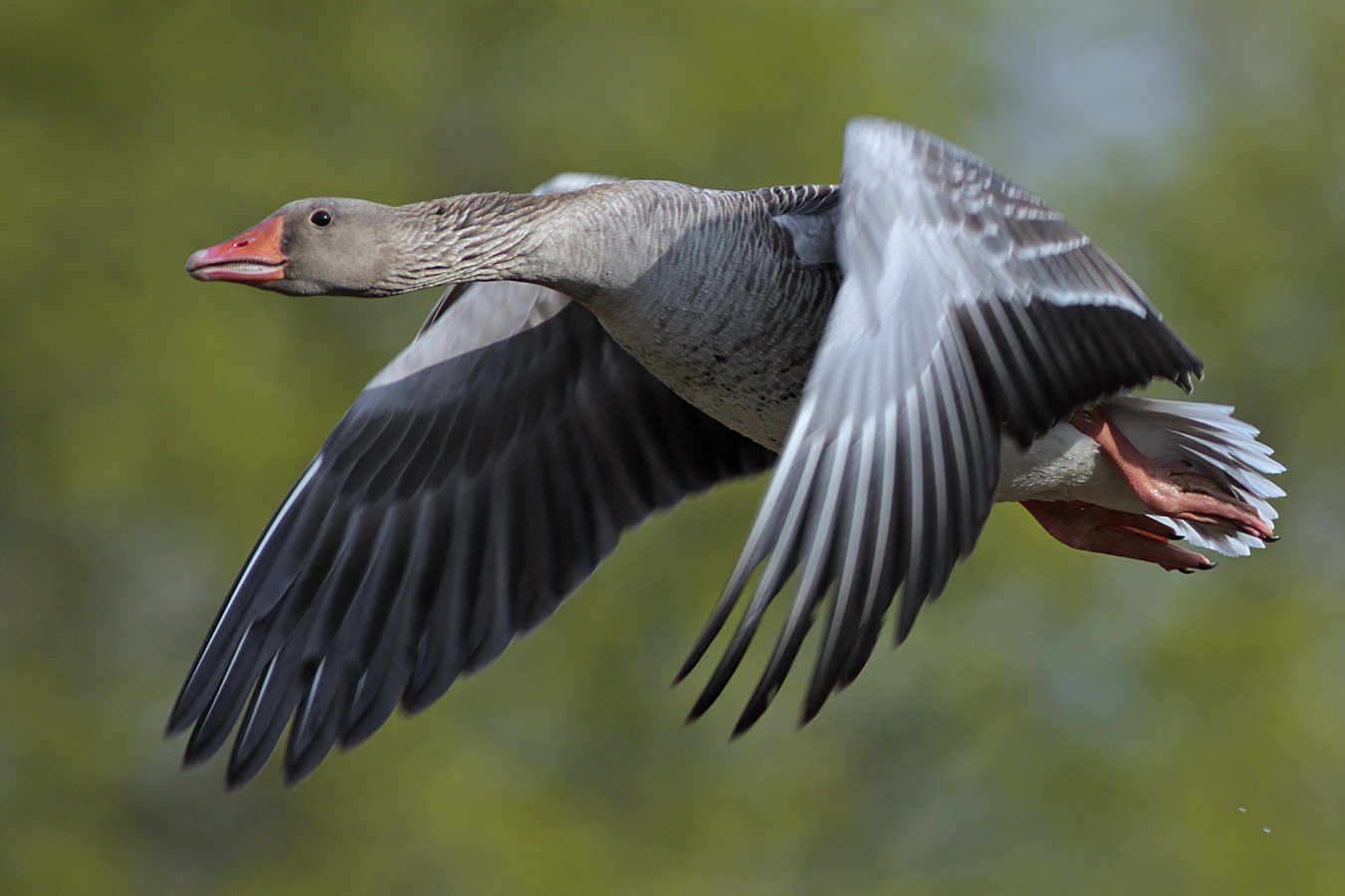 Graugans (Anser anser)