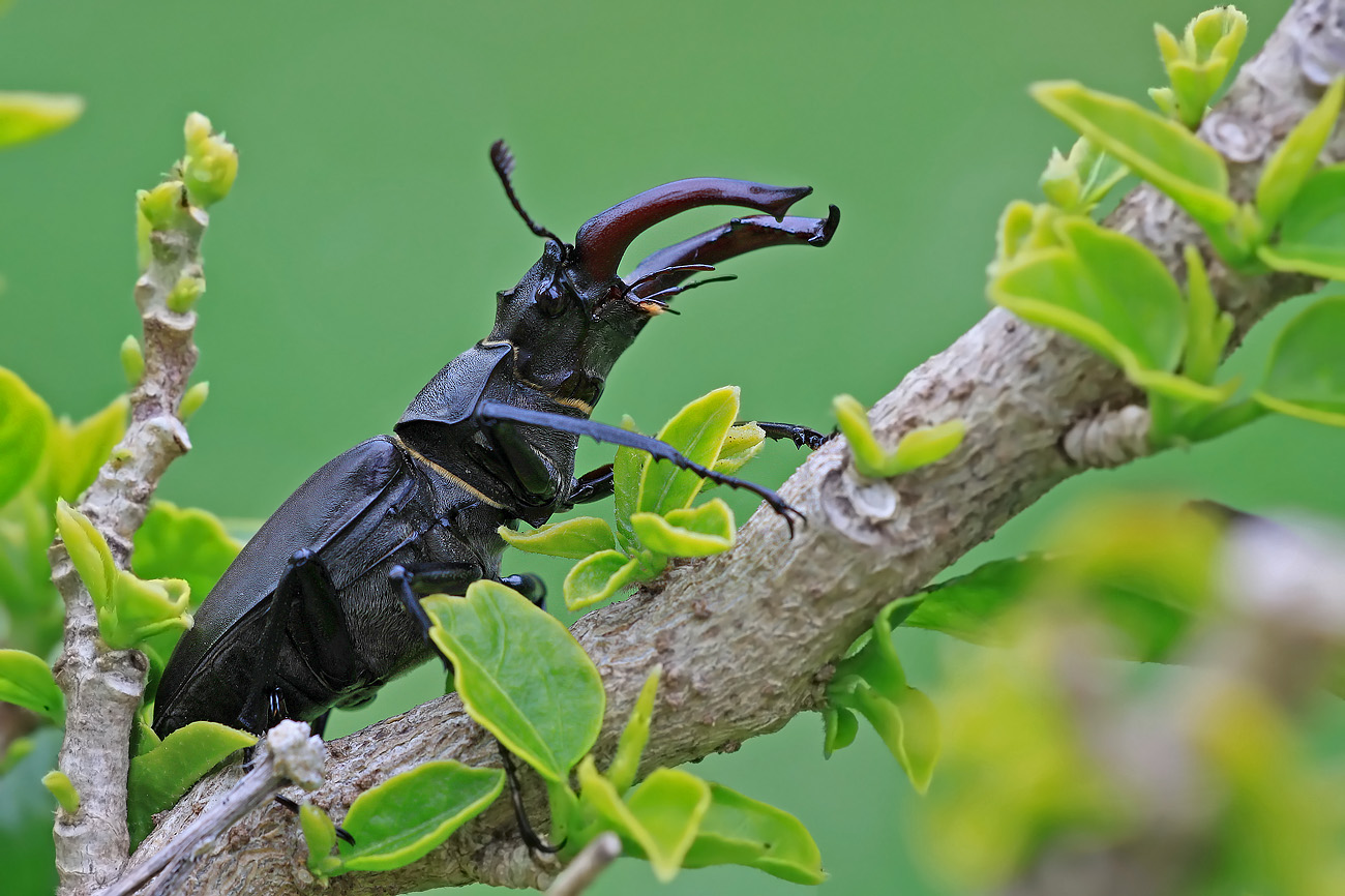 Hirschkäfersaison eröffnet