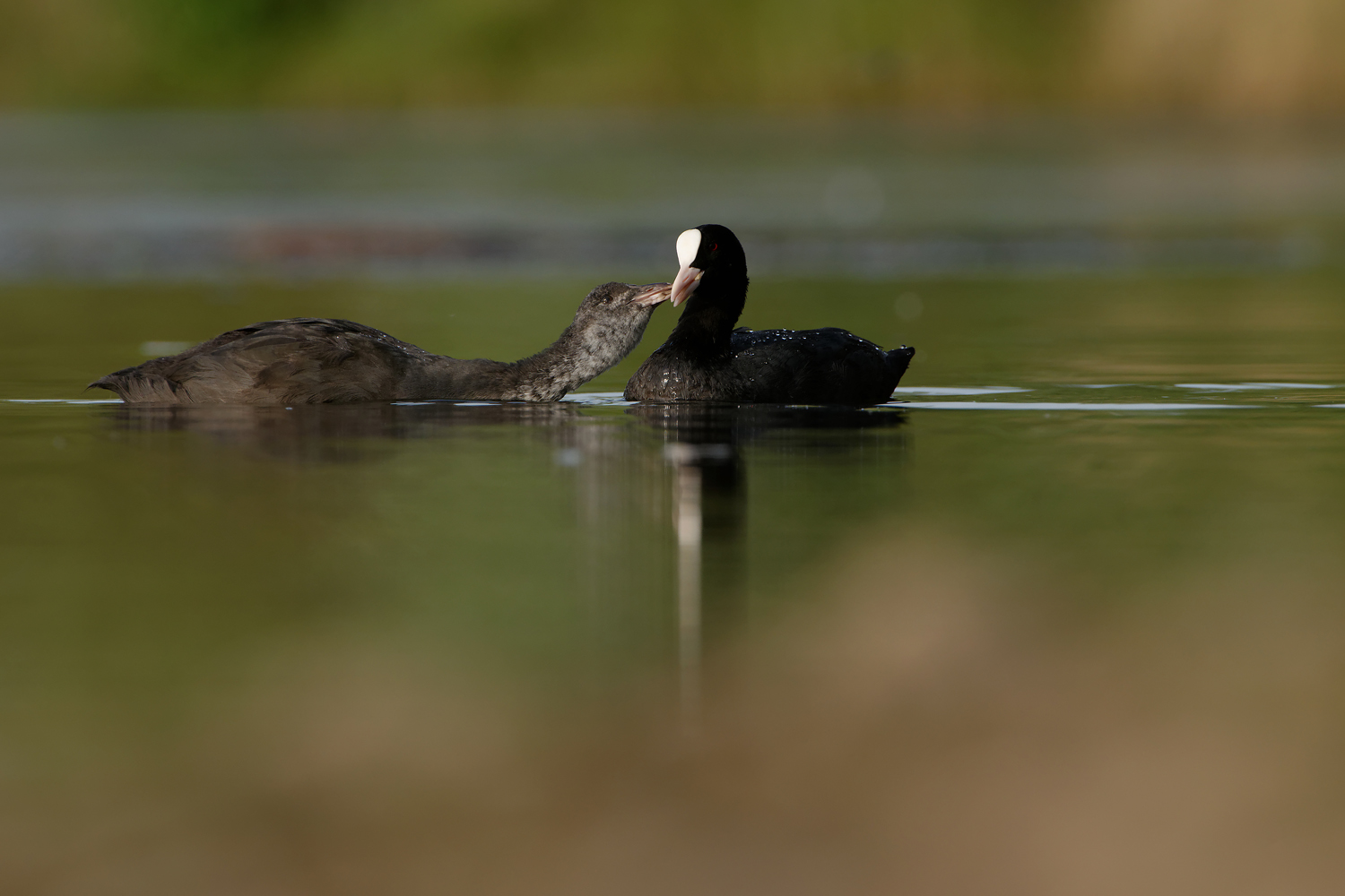 Blässhuhn bei der Fütterung
