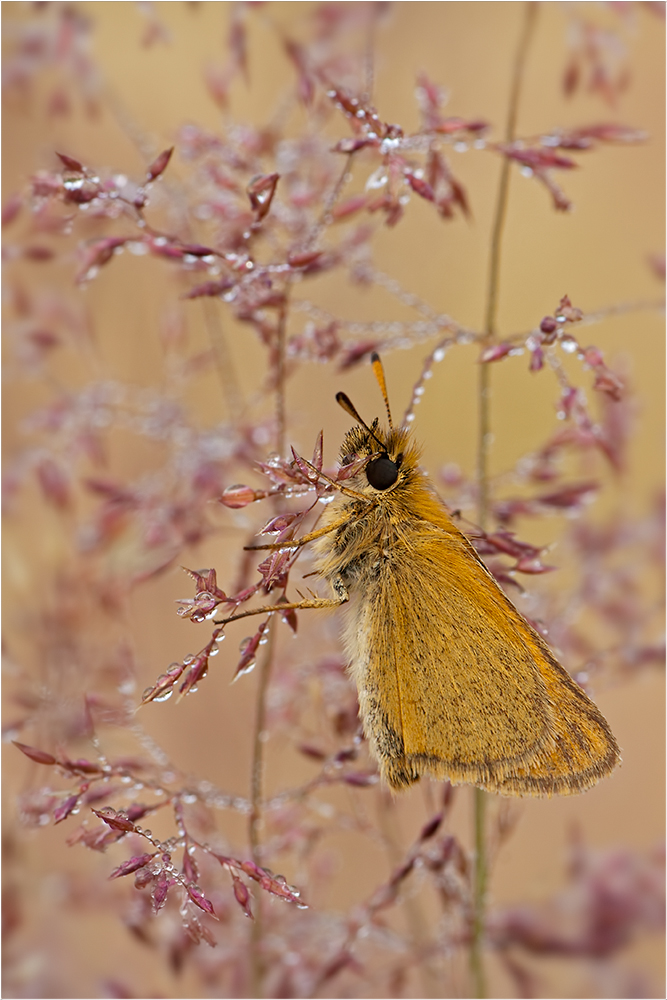 Dickkopf im Gräserwald