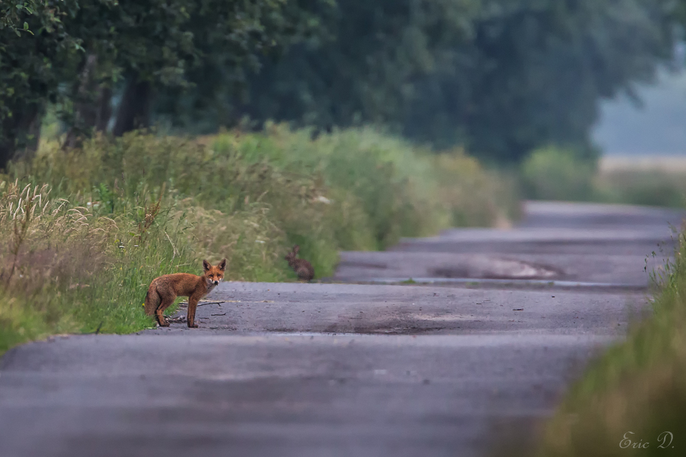 Wo sich Fuchs und Hase Gute Nacht sagen...