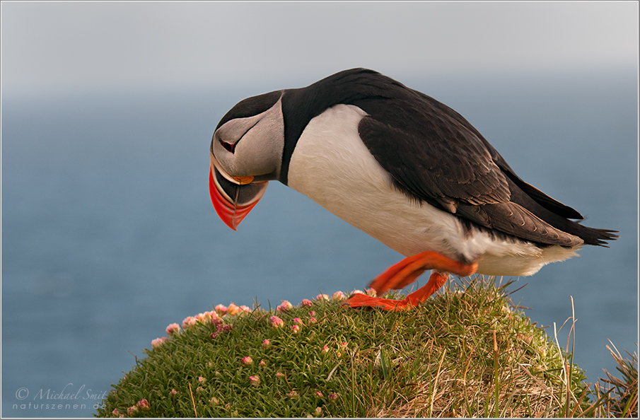 Papageitaucher ( Fratercula arctica )