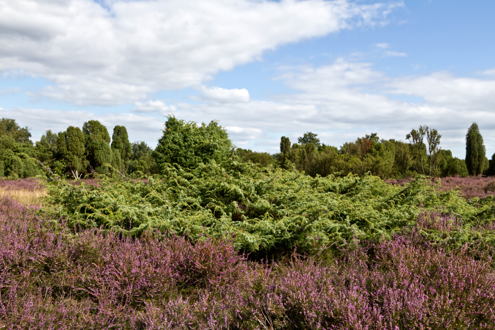 Wacholderheide