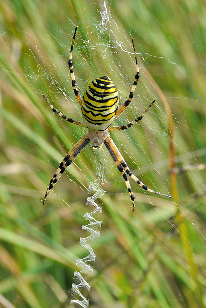 Webkunst vom Feinsten...
