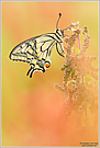 Schwalbenschwanz (Papilio machaon)