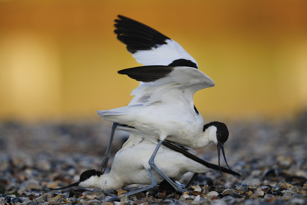 Säbelschnäbler im Morgenlicht