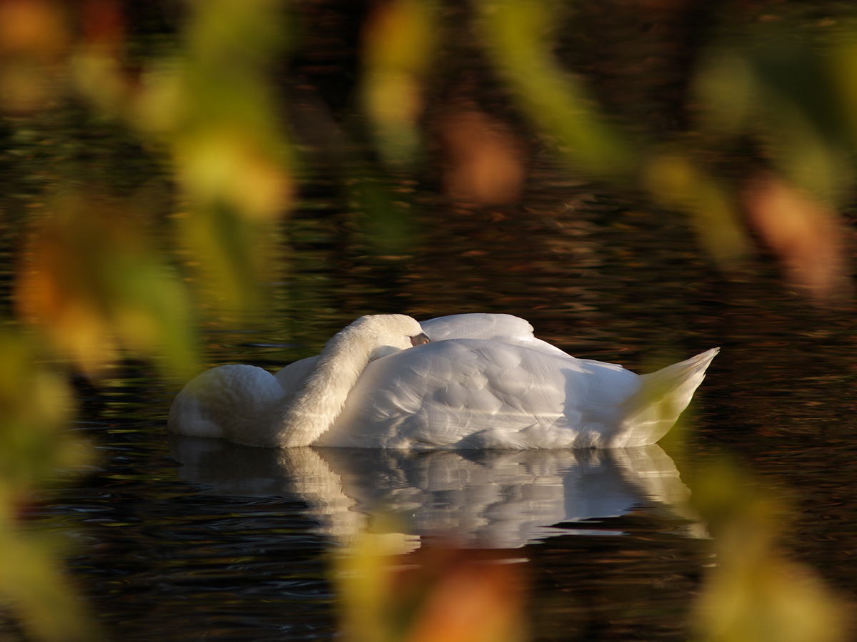 Schlafender Höckerschwan