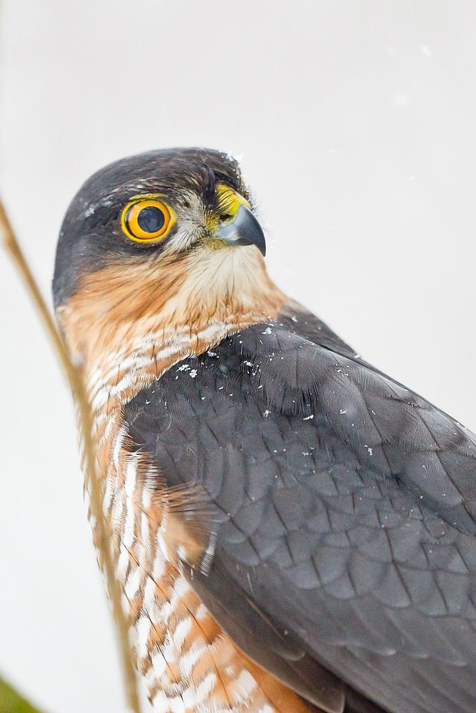 Portrait Sperbermännchen