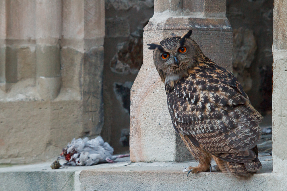 Erfolgreicher Jäger