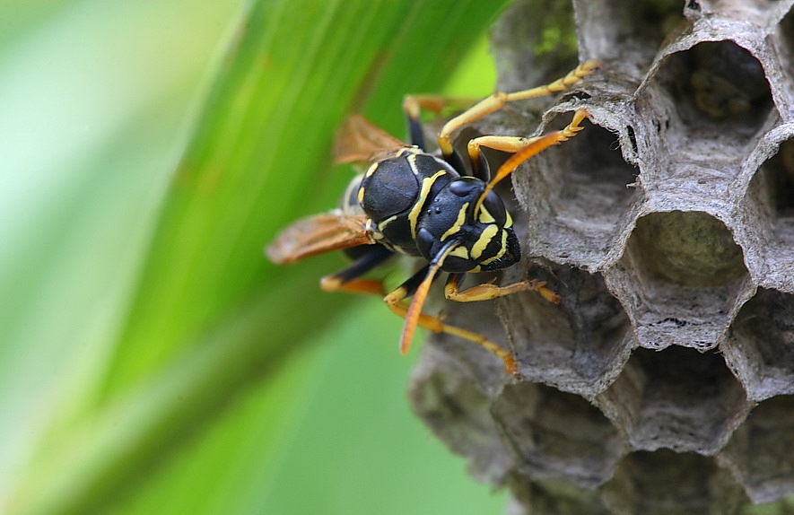 Feldwespe am Nest