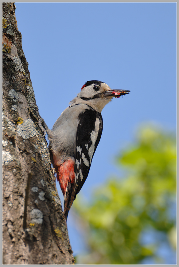 Blutspecht (Dendrocopos syriacus)