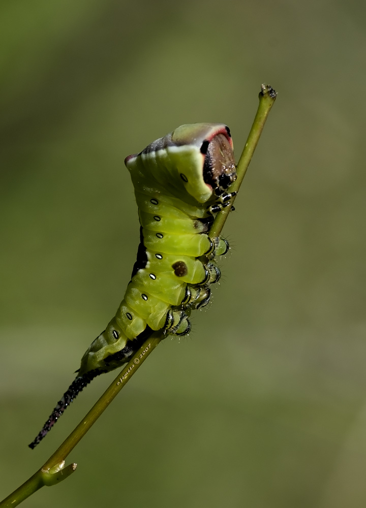 Raupe Großer Gabelschwanz