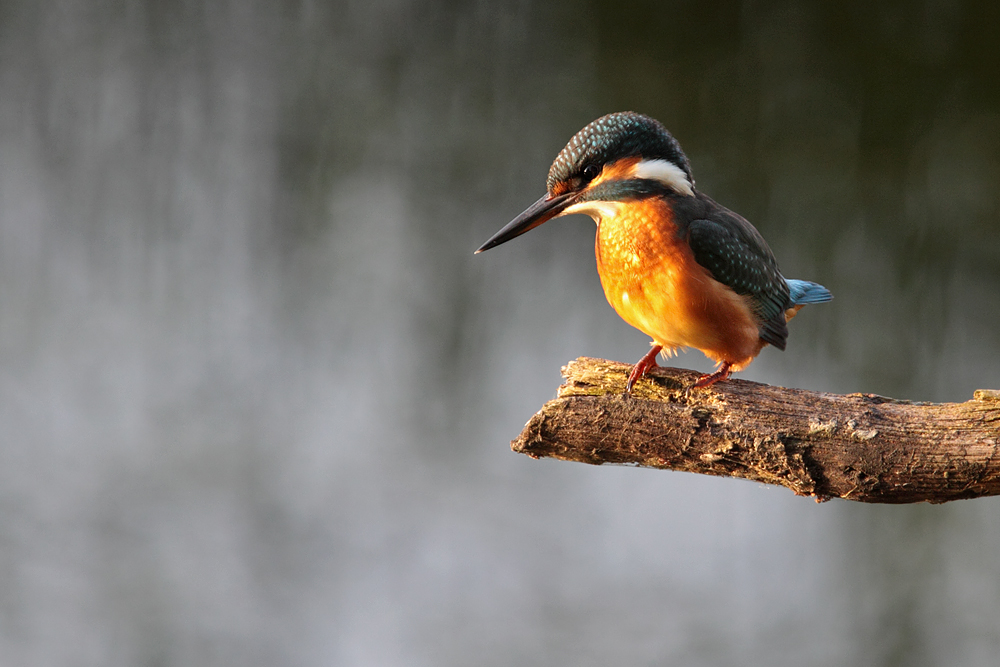 Zu den schönsten...
